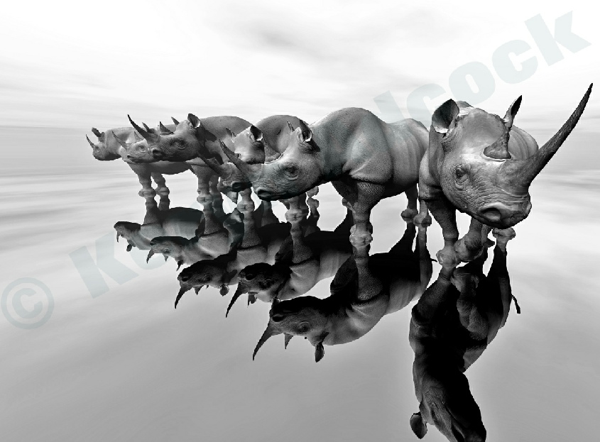 RhinoArtGallery